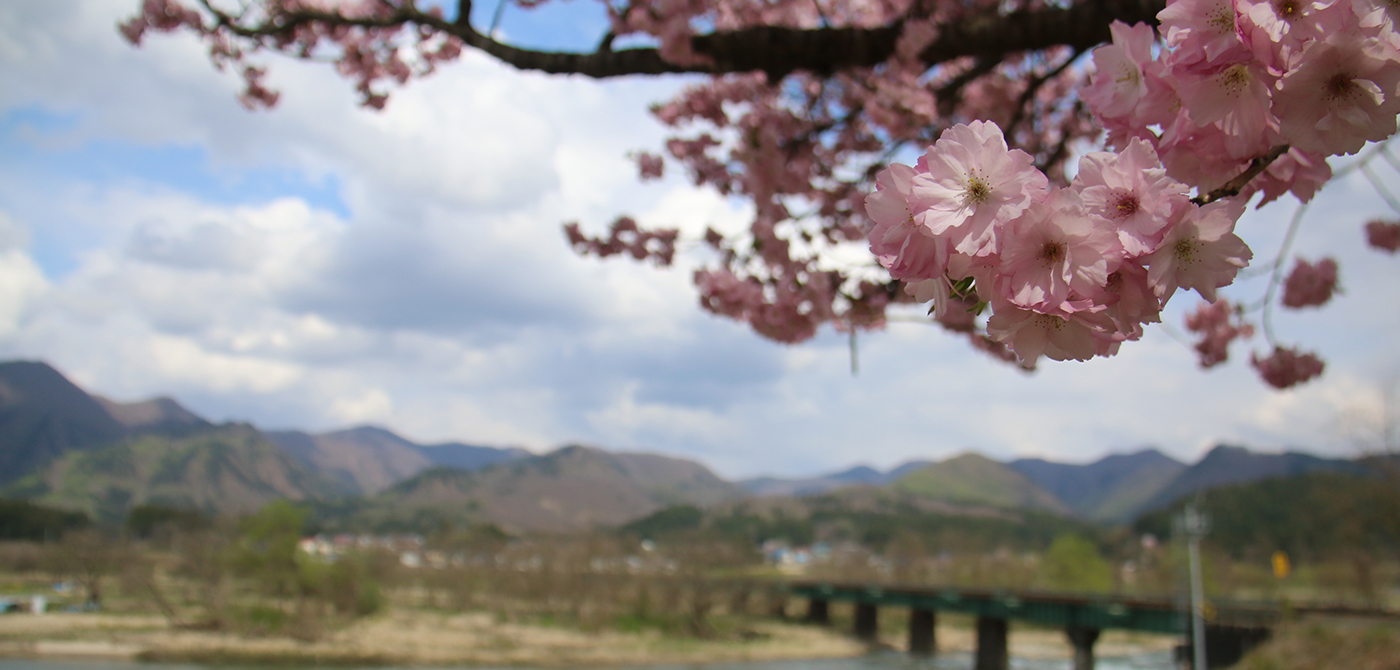 長尾地区の桜