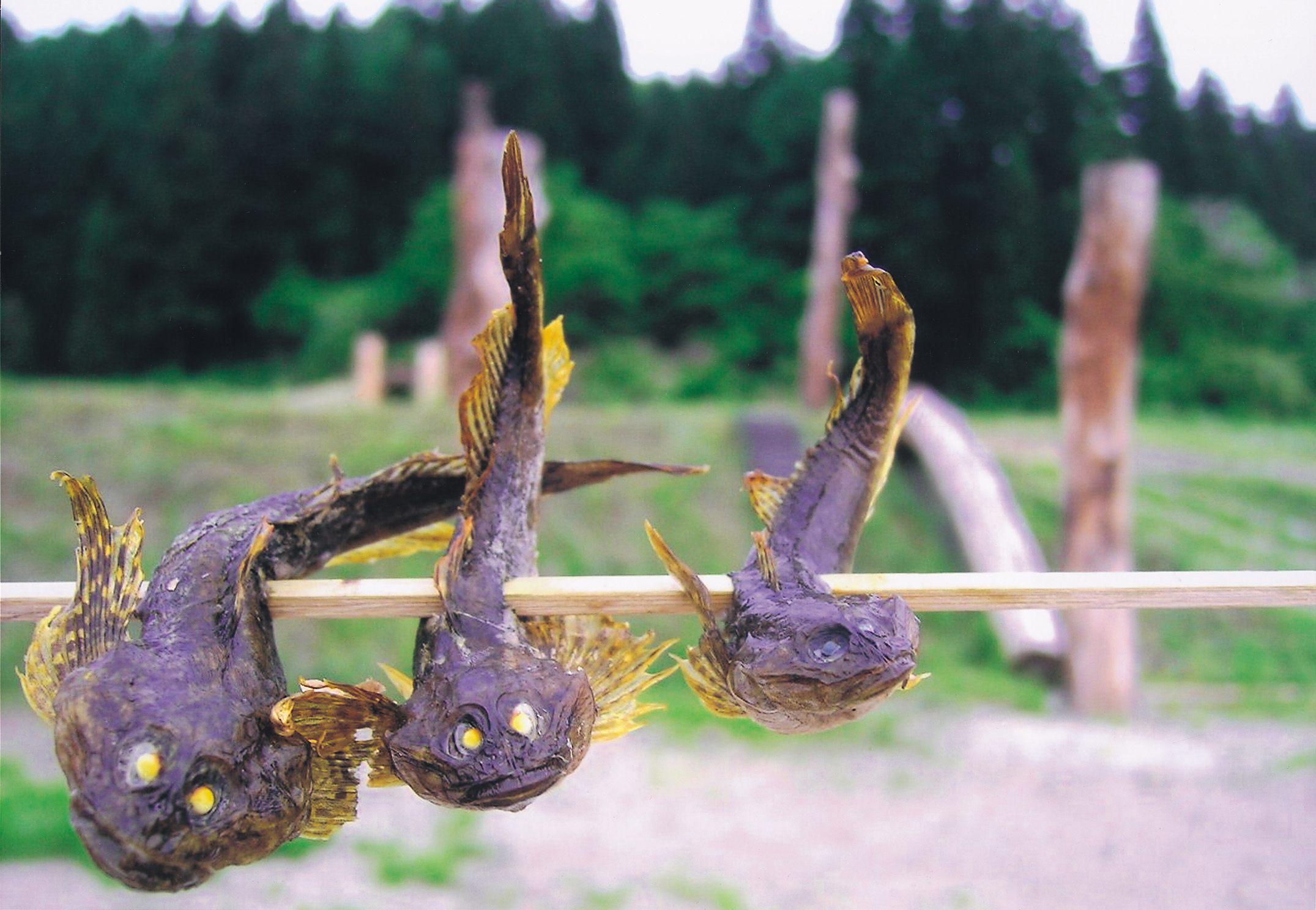 カジカ3兄弟：神山佳奈枝様撮影の画像