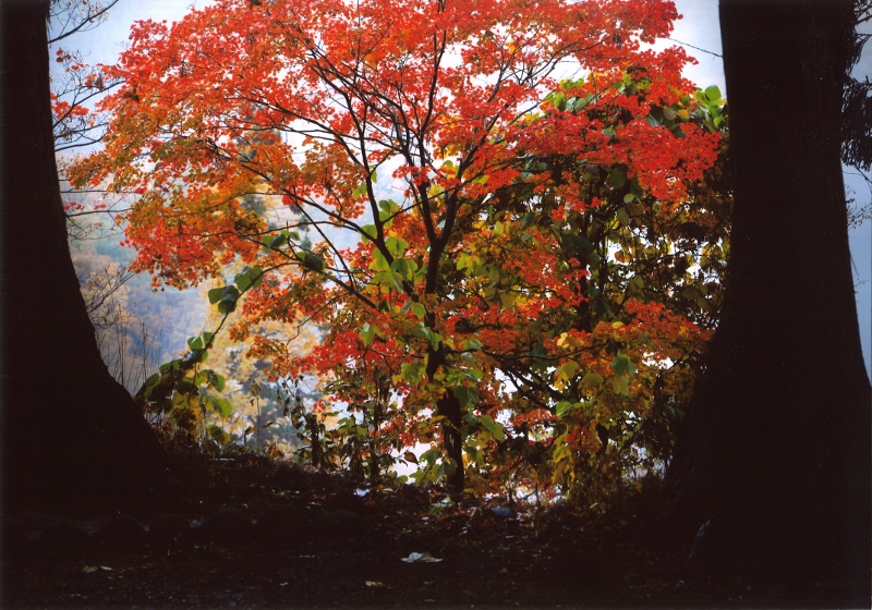 木立の彩：高橋秀一様撮影の画像