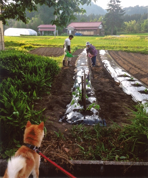 夏の農作業：小野寺裕様撮影の画像
