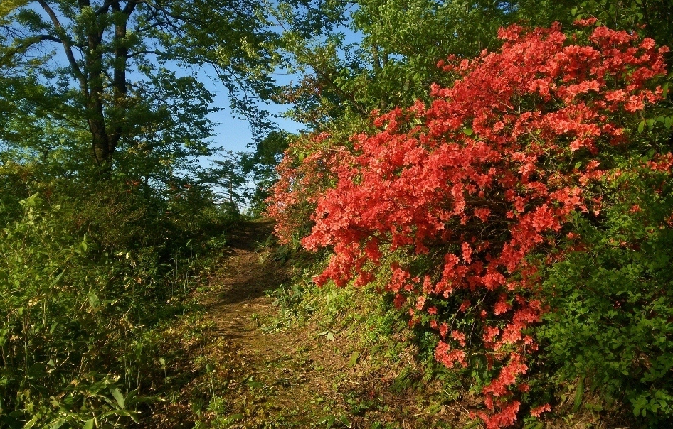 散策路つつじの画像