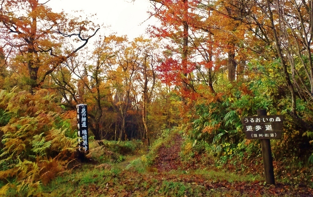 散策路入り口の画像