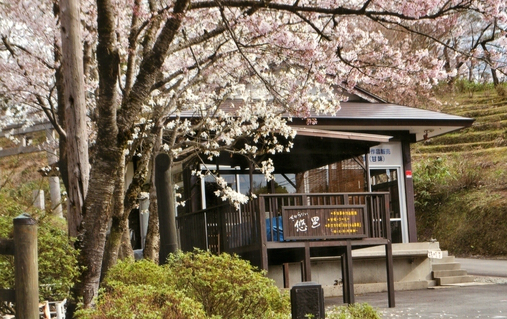 ぎゃらりぃ悠里全景桜の画像